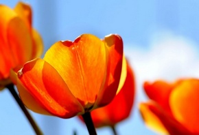 яркие, оранжевый тюльпаны, солнечный день