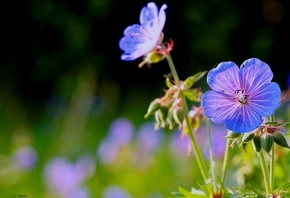 ������, ���������, ����� �����, ������