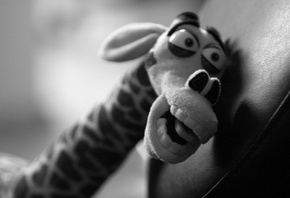 ������, �������� �����