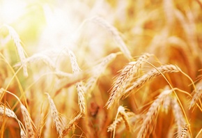 ������, �������, �������