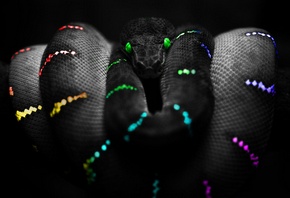 змей, пестрый, черный фон