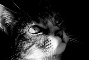 мордашка кота, бело серого цвета, заманчивые глазки