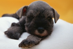 ��������� �����, ������� �����, ������� ���