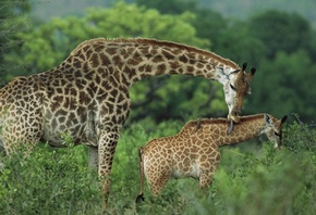 ������, ������� ���, ���� � ����