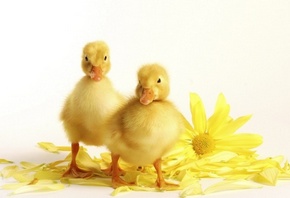 �����, �������� �������, ������� �����