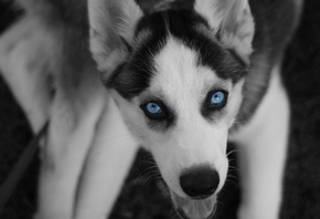 пес, безумная мордашка, голубые глазки