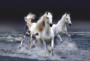 ����� ������, ����, ����