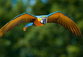 попугай, полет, оранжево голубой окрас