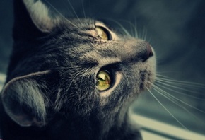 пристальный взгляд, зеленые глаза, серая кошка