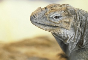 �����, ����� ����, ������ ������