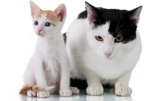 кот и котенок, беленькие шубки, разноцветные пятна