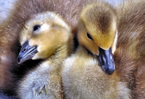 �����, �������� �������, ������� �����