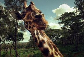 жираф, удивленная морда, улыбка