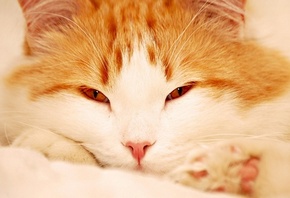 рыжий кот, пушистый, оранжевые глаза