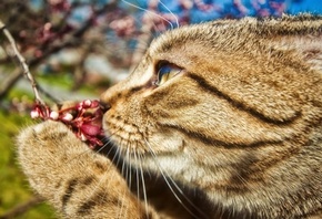 аромат цветов, котяра и дерево