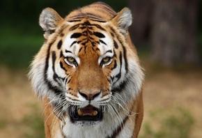 тигр, важные глаза, злая морда