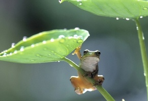 �������, ��������, ����� �������