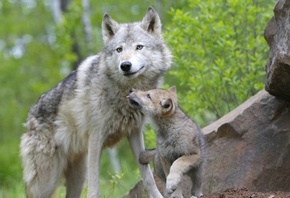 ����, ����� �����, ���� � �����