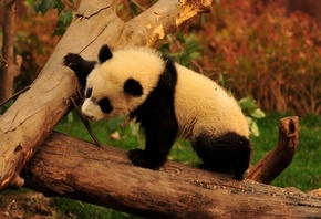 �����, ����� �� ������, ��������� ����