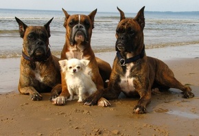 ������, ���������� ������, ����� ����