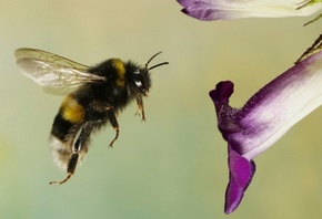 �����, ���������� ������, ��������� ������