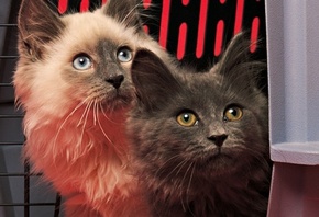 ����, � ��� ���, ������� � ����� �����