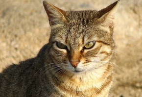 ������ ������, ��������� ������, ���