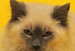 ���������� ���, �������� ������, ����� ���� � ��������