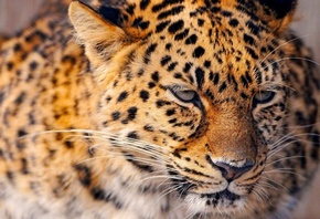 ���������� �������, ������� ������ ������