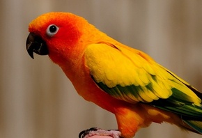 �������, ����� ��������, �����������