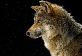 �������� ����, ����, ����� �����