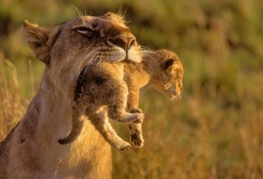 львица, новорожденный малыш, в зубах у мамы