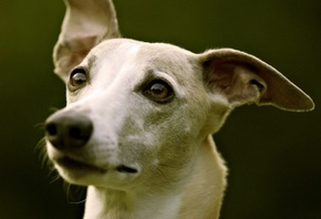 ���������� �����, ������ ����, ������ �����