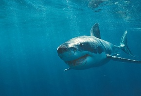 �����, ����, ����, ������ ������