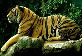 тигр, важный вид, лежит на камне