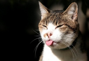 ���, ������� ����, ����������