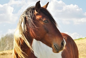 �������� �������, ���������� ��������, �������