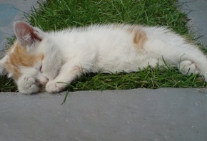 сон, малыш спит на травке, беленький котенок