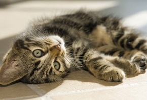 ��������� �������, ����������, �������������� ��������