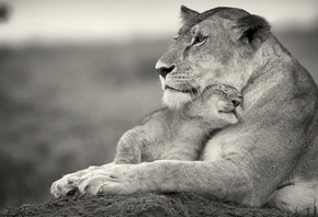 ����� ����� ����, ��� � �������, �������� ���������