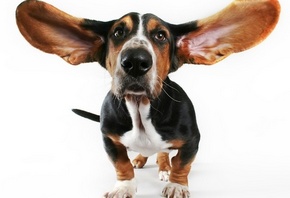 ���������, ��������, ���, ���������� �����