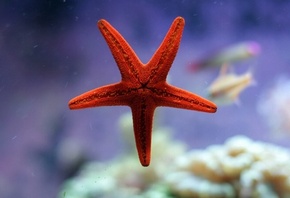 �������, ������� ������, ������ ��������� ������