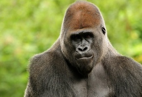 �������, ��������� �������, ������ �����