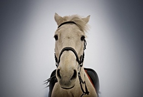 ����� �������, ������� ��������, ����� �����