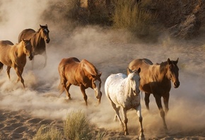 стадо лошадей, пыль, скорость, блестящие шкурки