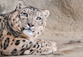 леопард, дикий взгляд, белый красавец