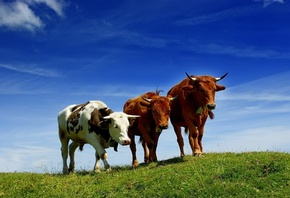 травка, коровки, рога, семья