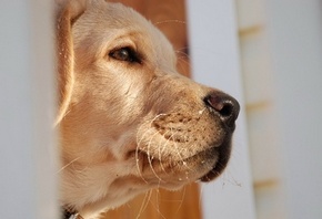 �������� ���, �������� ������, ������ � �������