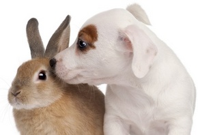 белая собачка, бежевый кролик, друзья