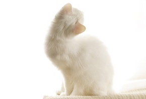 белое создание, котик, на белом фоне
